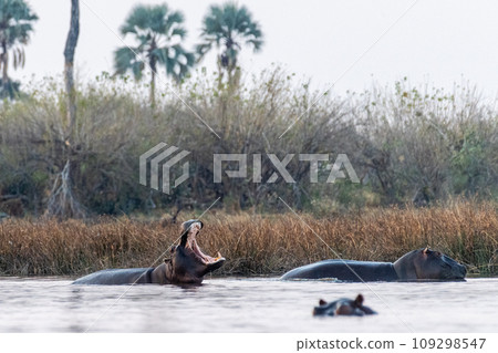 Hippos in the Okavango Delta 109298547