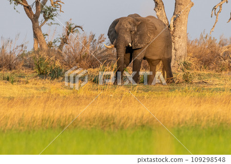 African Elephant grazing in the Okavango Delta at sunset 109298548