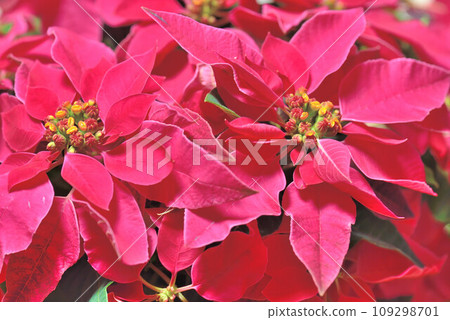 Christmas-like flowers 109298701