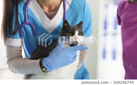 Professional female veterinarian examines and pets cat on examination table 109298744