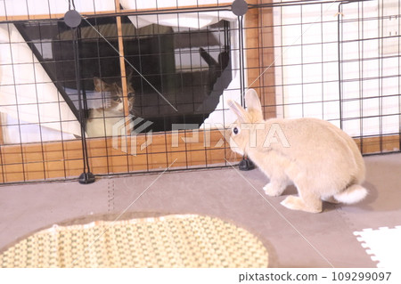 A rabbit and a stray cat face each other through a gap in a torn shoji window. A rabbit and a stray cat face each other through a gap in a torn shoji window. 109299097