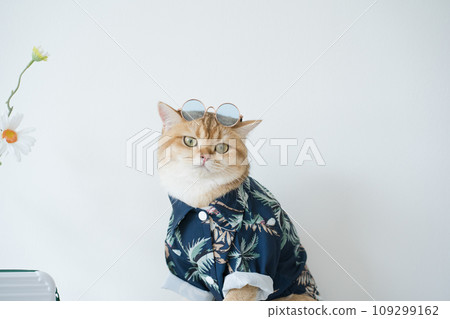 summer and new year travel concept with gold british cat wear beach shirt and sunglasses with white isolate background summer and new year travel concept with gold british cat wear beach shirt and sunglasses with white isolate background 109299162