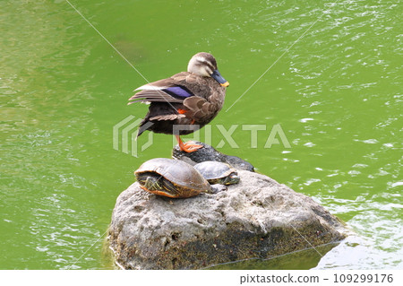 Kameido Tenjin Chrysanthemum Festival, Ducks and Turtles at Shinji Pond, Kameido, Koto-ku, Tokyo 109299176