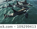 Animal wildlife nature aerial shot, natural background. 109299413
