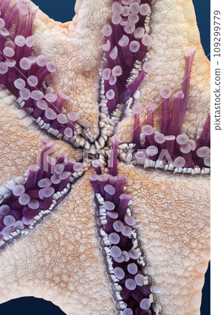 Sea star underside 109299779