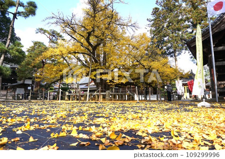 Okayama Prefecture Kumenin Town Designated Natural Monument: Large Ginkgo Tree at Tanjoji Temple 109299996