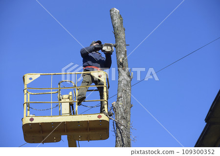 Municipal worker cutting dead standing tree with chainsaw using truck-mounted lift. 109300352