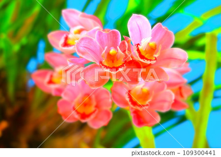 bright pink cymbidium bright pink cymbidium 109300441
