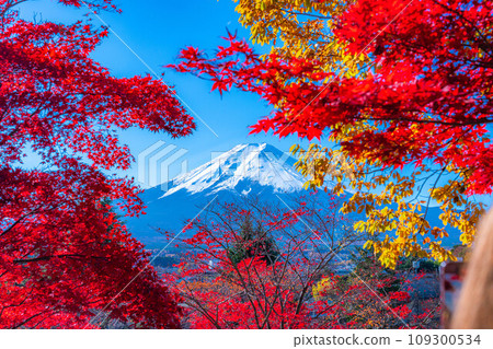 [富士山素材]紅葉季節的新倉山淺間公園[山梨縣] 109300534