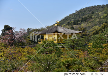 Kyoto in spring in Japan, Kinkakuji Temple, a world heritage site, the golden Shariden, beautiful cherry blossoms, fresh greenery and blue sky 109301425