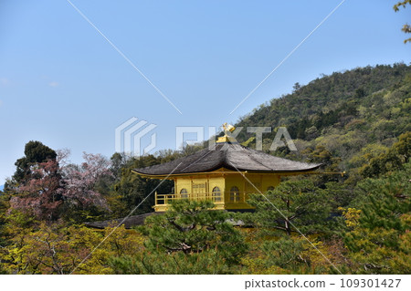 日本春天的京都，世界遺產金閣寺，金色的捨利殿，美麗的櫻花，清新的綠意和藍天 109301427