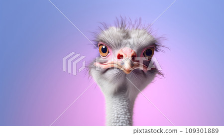 Advertising portrait, banner, head of serious ostrich, looks straight, isolated on purple background 109301889