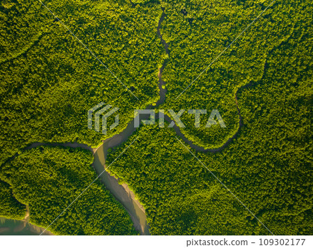 Amazing abundant mangrove forest, Aerial view of forest trees Rainforest ecosystem and healthy environment background, Texture of green trees forest top down, High angle view 109302177