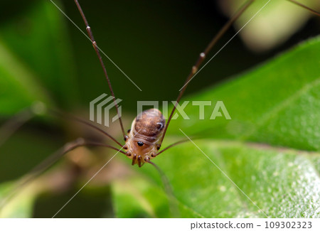 Forest cleaner, Moegizatoumushi (using macro lens, strobe + natural light, close-up photo) 109302323