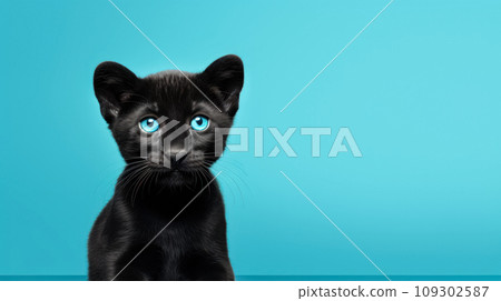 Advertising portrait, banner, small cute panther of black color, looks straight, isolated on blue background Advertising portrait, banner, small cute panther of black color, looks straight, isolated on blue background 109302587
