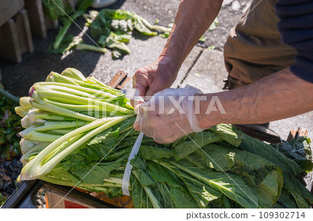 將洗淨的野澤菜捆成捆 109302714