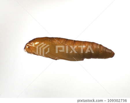 Pupae of Noshime Madara Meiga Pupae of Noshime Madara Meiga 109302736