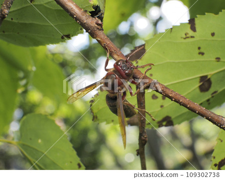 開羅大黃蜂 開羅大黃蜂 109302738