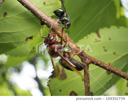 開羅大黃蜂 109302739