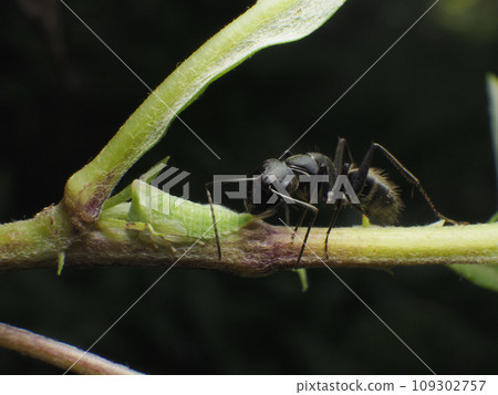 Treehopper larva and ant 109302757