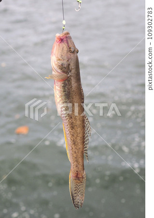 蝦虎魚釣魚 109302783