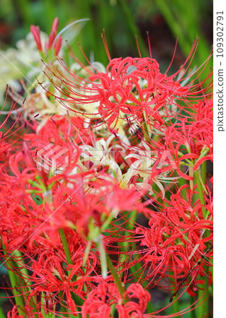 Spider lilies in full bloom at Kinchakuda Spider lilies in full bloom at Kinchakuda 109302791