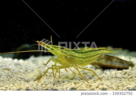 Hokkai shrimp Hokkai shrimp 109302792