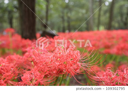 Spider lilies in full bloom at Kinchakuda Spider lilies in full bloom at Kinchakuda 109302795