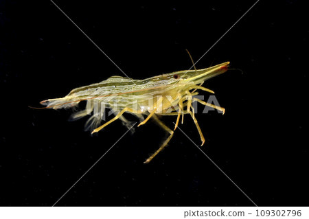 Hokkai shrimp 109302796