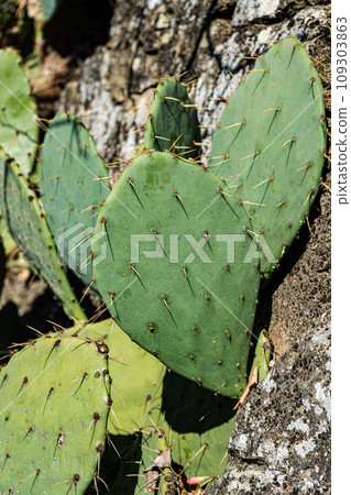 Opuntia cactus with fruits 109303863