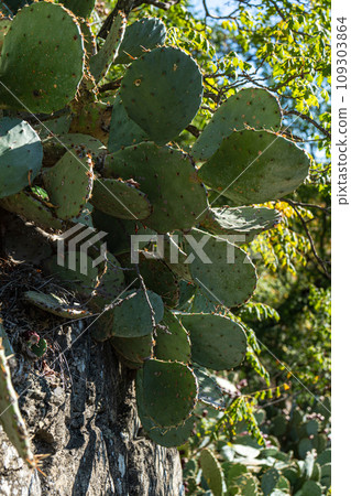 Opuntia cactus with fruits Opuntia cactus with fruits 109303864