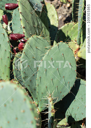Opuntia cactus with fruits Opuntia cactus with fruits 109303865