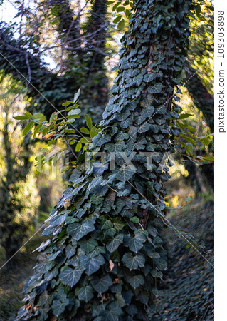 Tree covered with ivy leaves Tree covered with ivy leaves 109303898