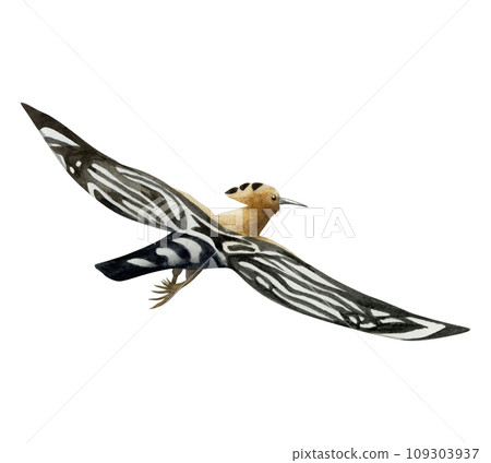 Flying hoopoe bird watercolor illustration isolated on white background. Hand drawn Eurasian Upupa epops national symbol of Israel 109303937