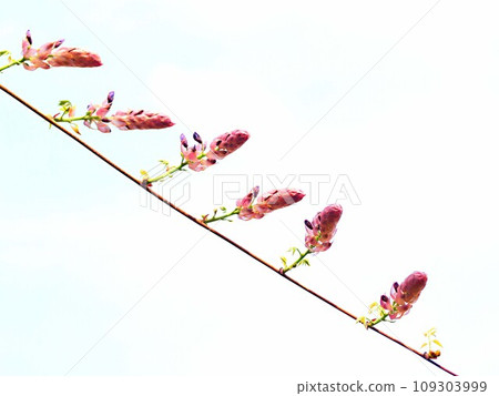 剛開始綻放的紫藤花 剛開始綻放的紫藤花 109303999