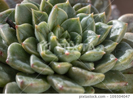 Close-up of Echeveria hyalina succulent plant in flowerpot. 109304047