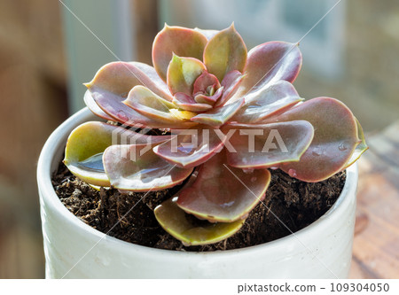Echeveria Perle von Nurnberg (Flat rosettes) Succulent plant with purple and pink leaves in ceramic pot. Echeveria Perle von Nurnberg (Flat rosettes) Succulent plant with purple and pink leaves in ceramic pot. 109304050