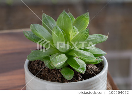 Haworthia cymbiformis (Cathedral Window Haworthia). 109304052