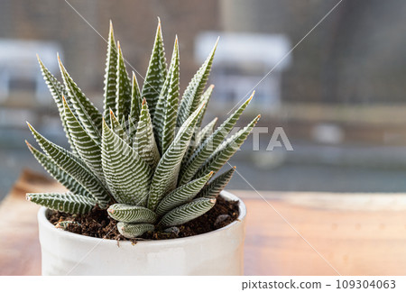 Haworthia limifolia (Spider White) with green base, and a unique pattern of white in ceramic pot. 109304063