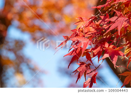japan beautiful maple leaf travel background maple maple leaf japan beautiful maple leaf travel background maple maple leaf 109304443