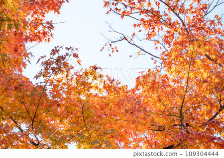 japan beautiful maple leaf travel background maple maple leaf 109304444