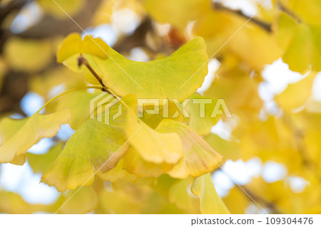 日本 銀杏 旅遊 樹 黃色 ginko ginkgo gingko background イチョウ 日本 銀杏 旅遊 樹 黃色 ginko ginkgo gingko background イチョウ 109304476