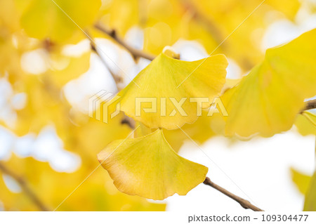 日本 銀杏 旅遊 樹 黃色 ginko ginkgo gingko background イチョウ 109304477