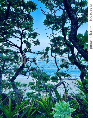 透過樹縫看到的大海 透過樹縫看到的大海 109304518