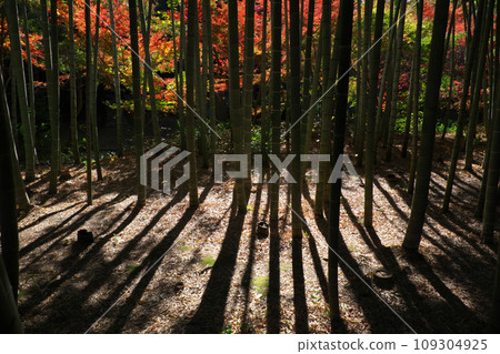 Bamboo groves and autumn leaves Bamboo groves and autumn leaves 109304925