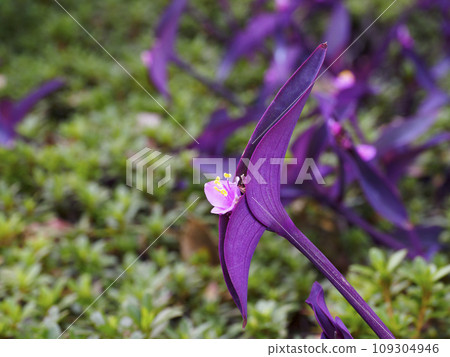 Murasakigoten Murasakigoten 109304946