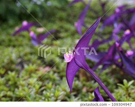 Murasakigoten 109304947