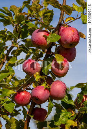 Harvesting. Closeup of ripe sweet apples on tree branches in green foliage of summer orchard 109304948