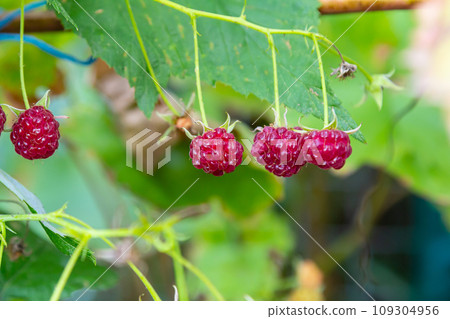 branch of ripe raspberries in a garden branch of ripe raspberries in a garden 109304956