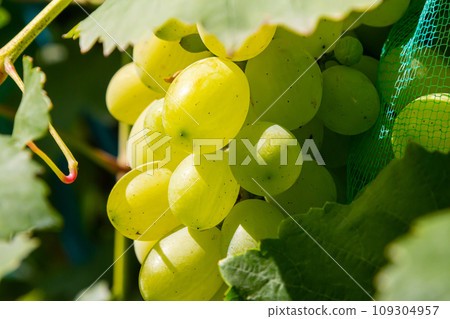 fresh bunch of white grapes on the field fresh bunch of white grapes on the field 109304957